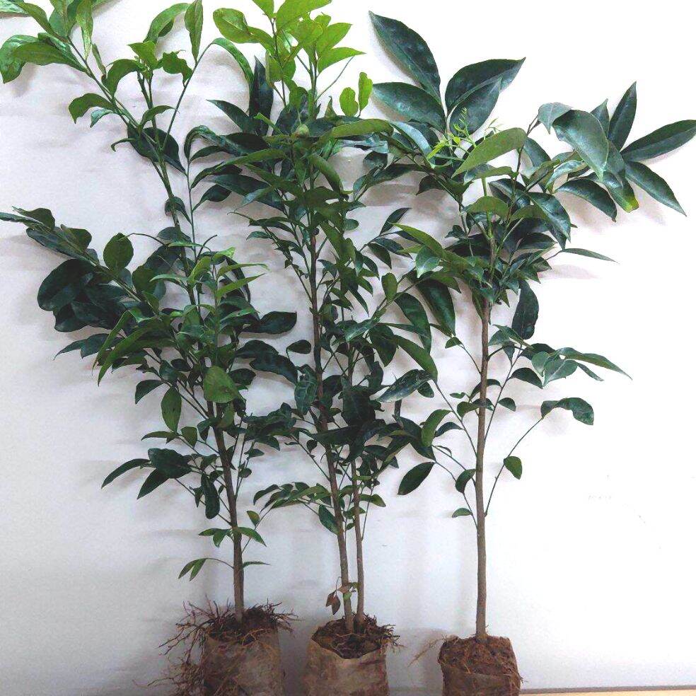 Cây giống móc mật