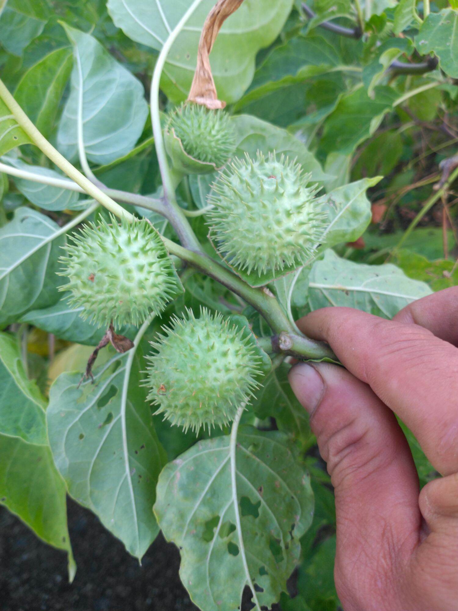 1kg quả cà độc dược tươi. 0975449688