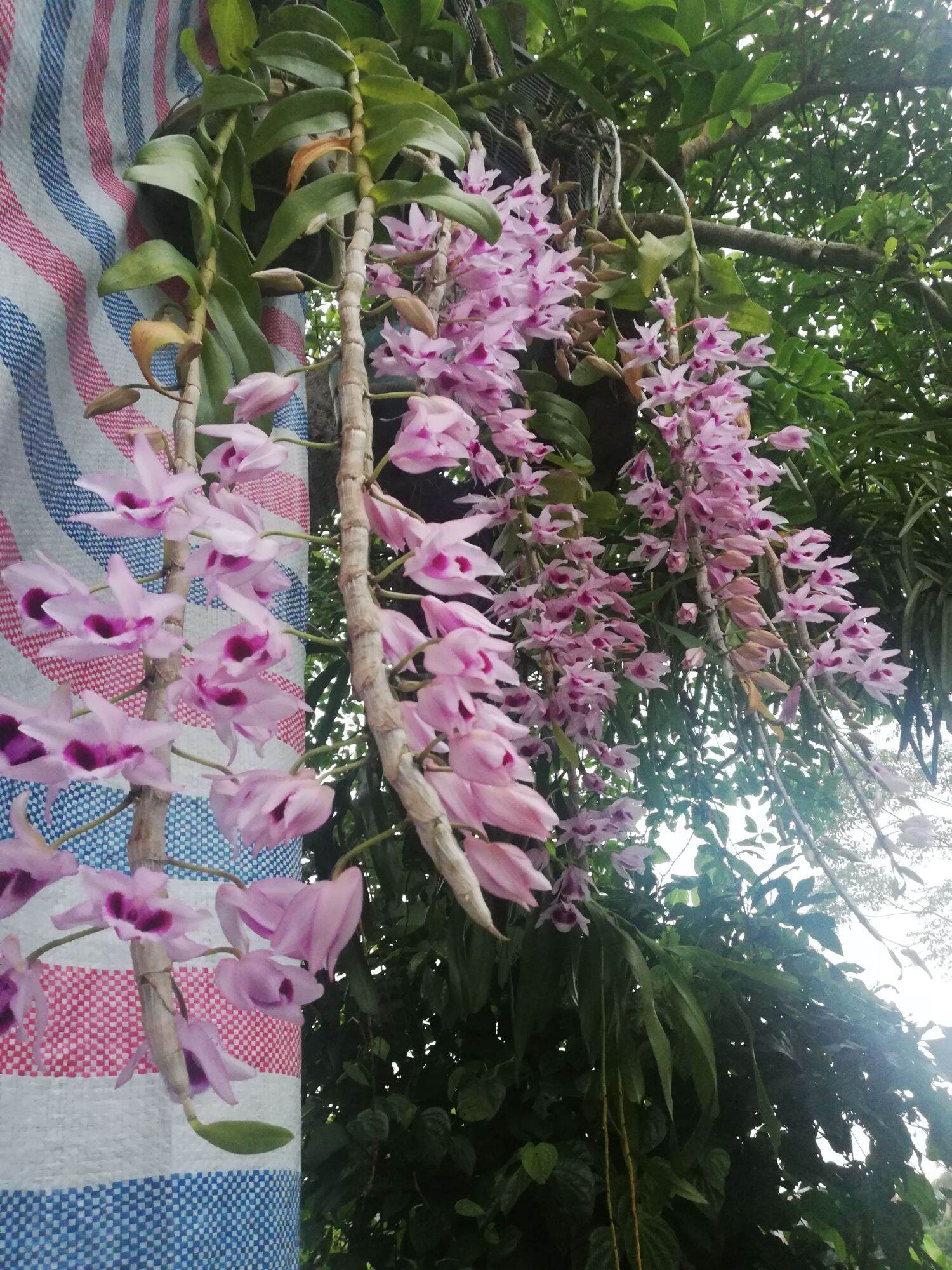 Phong lan phi điệp tím hòa bình