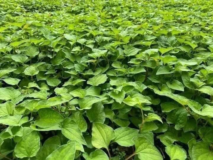 Bột diếp cá sấy lạnh hũ 500 gram