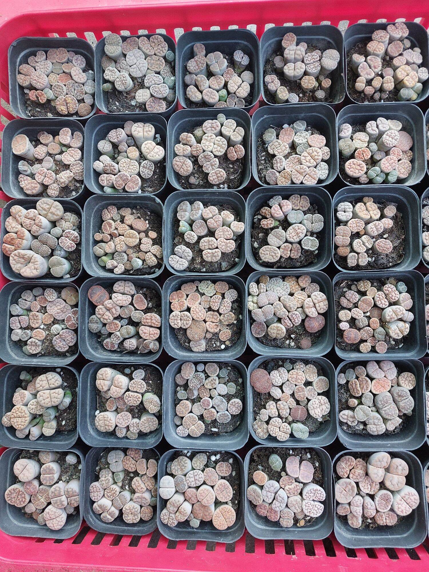 Sen Mông Đủ Màu Chậu Vuông 6.5cm (Sen Mông/Lithops/Thạch Lan)