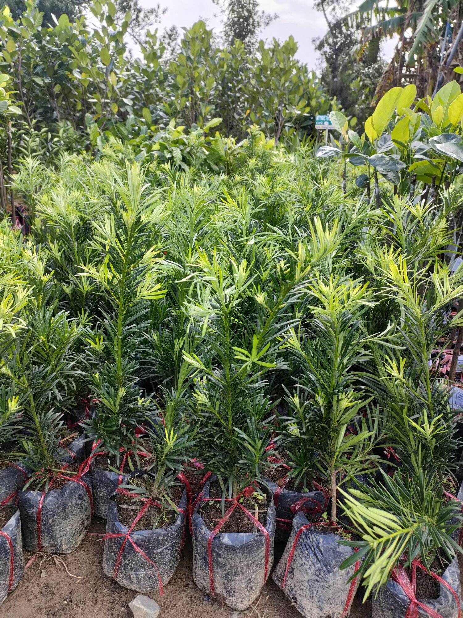 Cây giống vạn niên tùng ( cao 15-40cm)