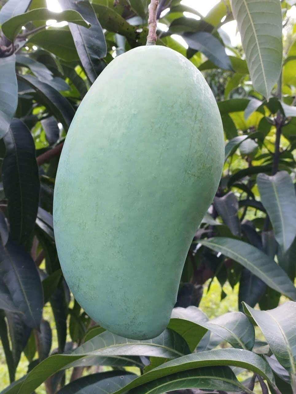 CÂY XOÀI ĐÀI LOAN