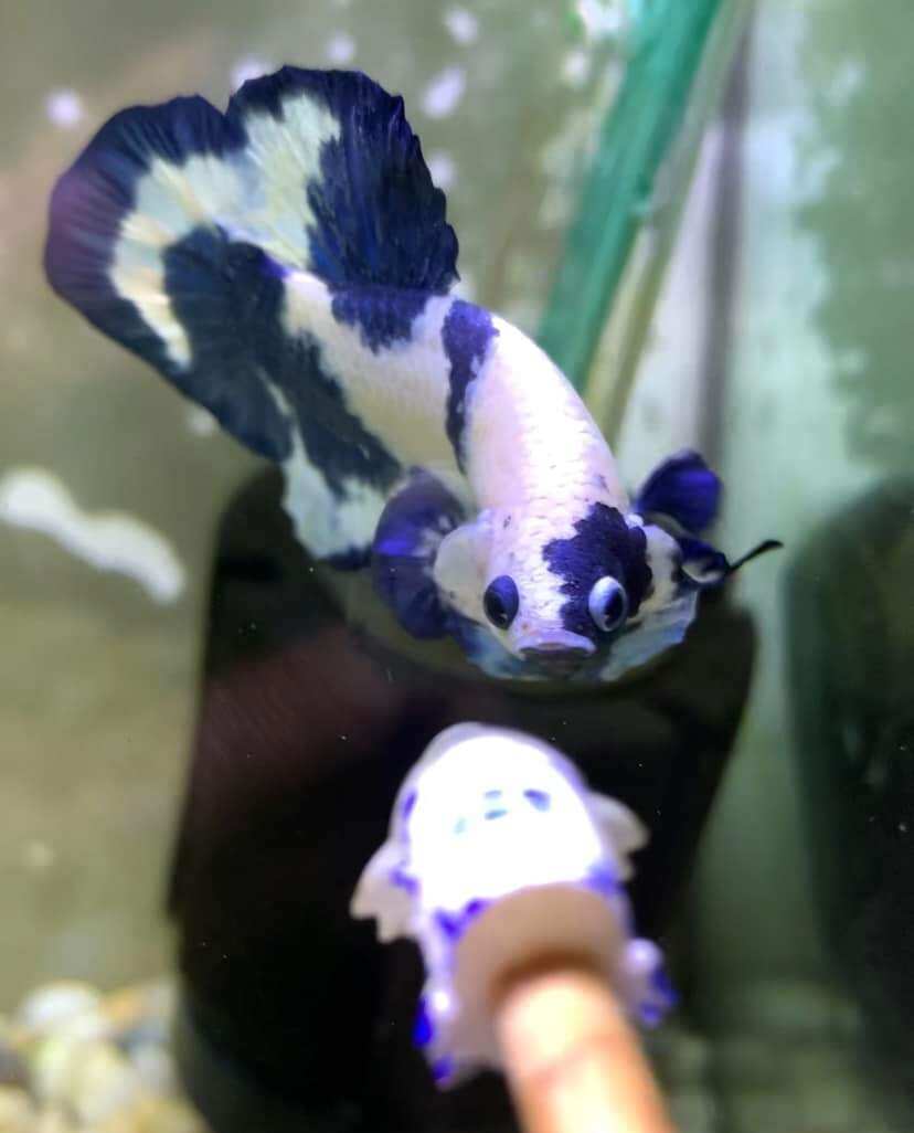( cá cảnh) cặp betta marble dot ( bò sữa) siêu đẹp làm giống