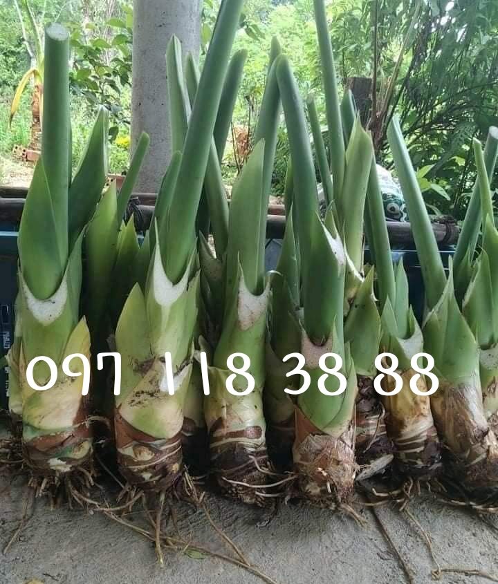 Sỉ 10 củ ráy voi xanh khổng lồ trồng cảnh như hình