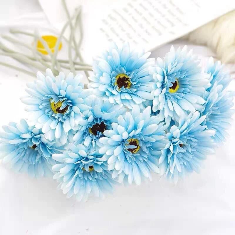 Hạt Hoa Đồng Tiền(1 gói 100 hạt)