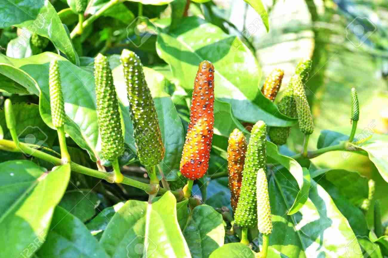 Cây tiêu lốt (tiêu dài, tiêu Ấn Độ,…)