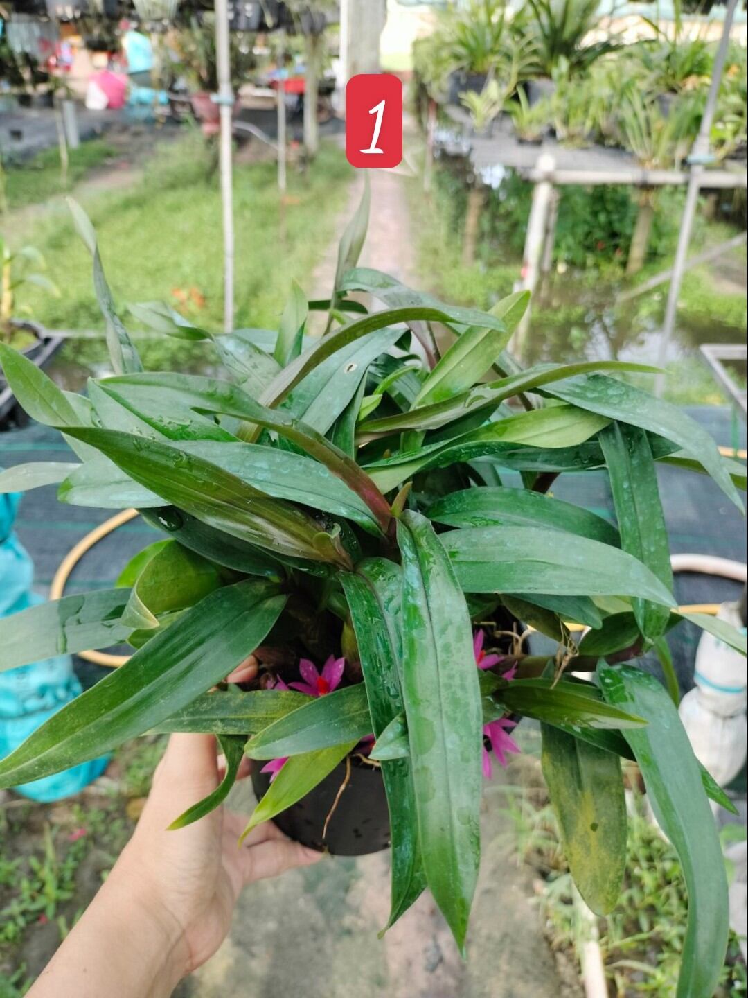 Lan Hibiki trưởng thành chậu lớn nhiều thân