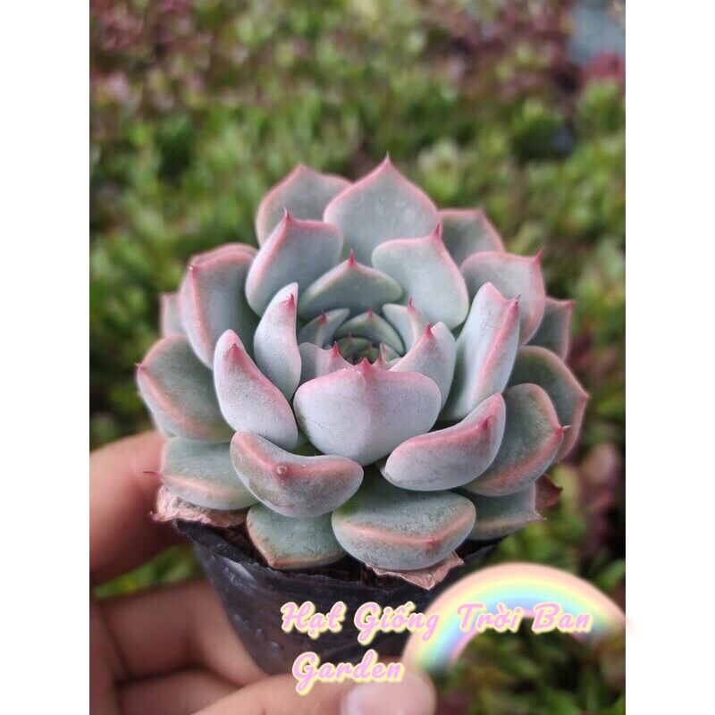 Sen đá hồng cánh cứng ♠️ đà lạt hư 1 đổi 1 ❄️ siêu cute