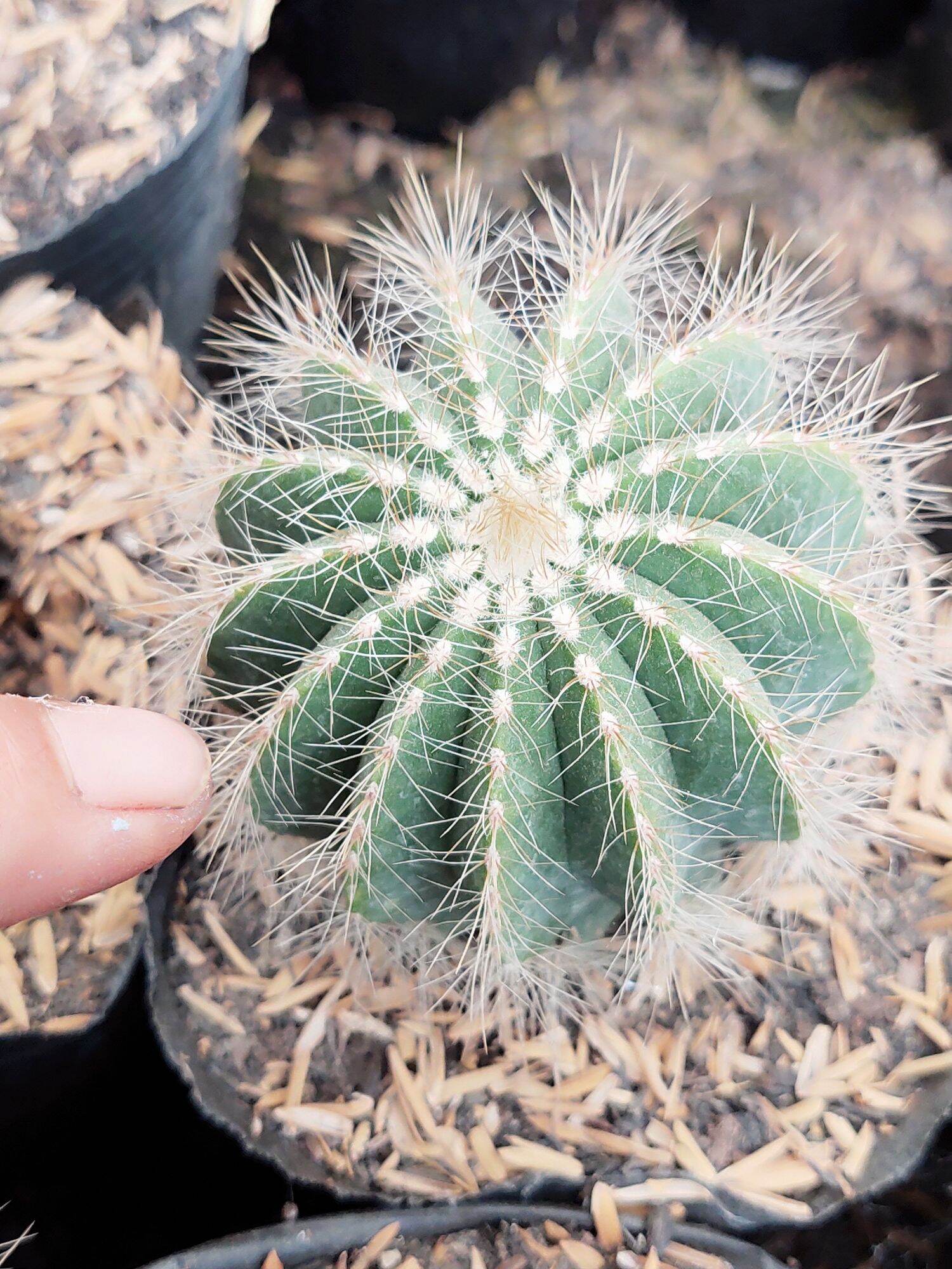 Xương Rồng Khế Trắng