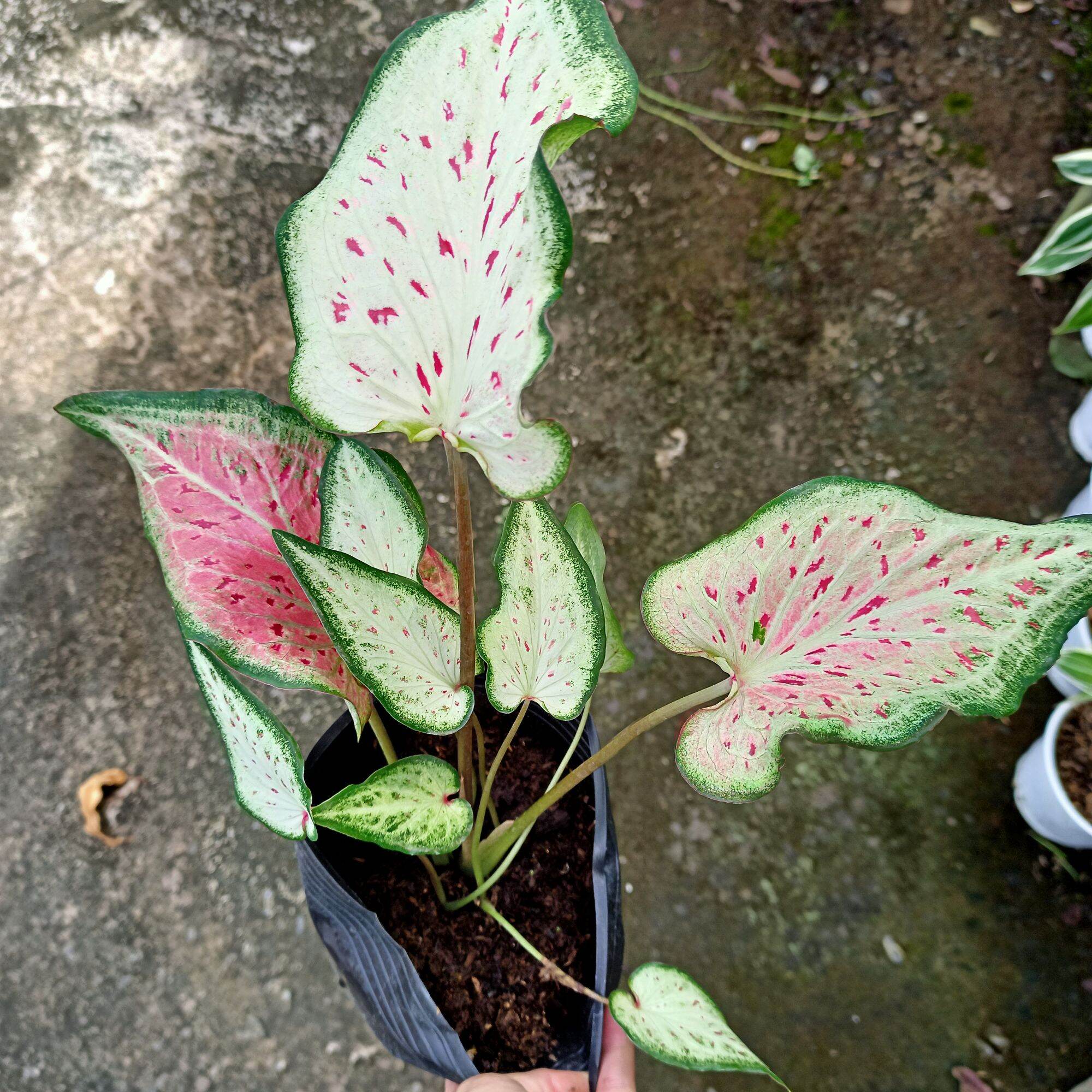 Cây môn dưa hấu - watermelon caladium