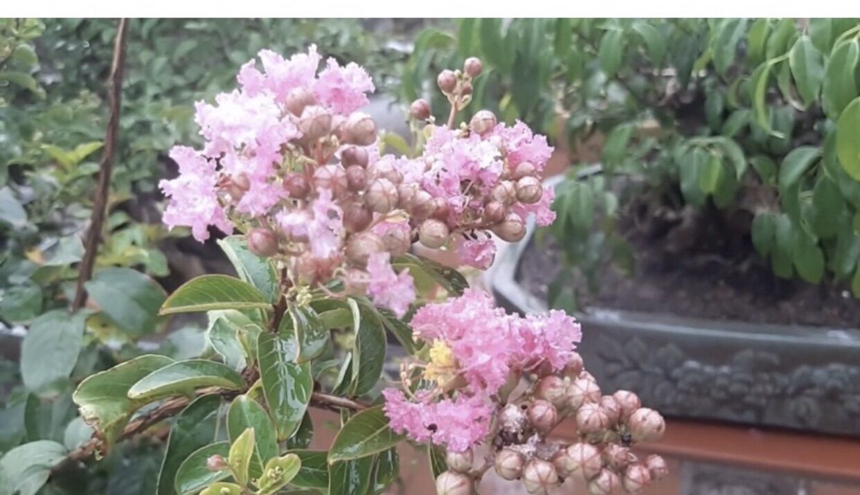 giống hoa tường vy hồng