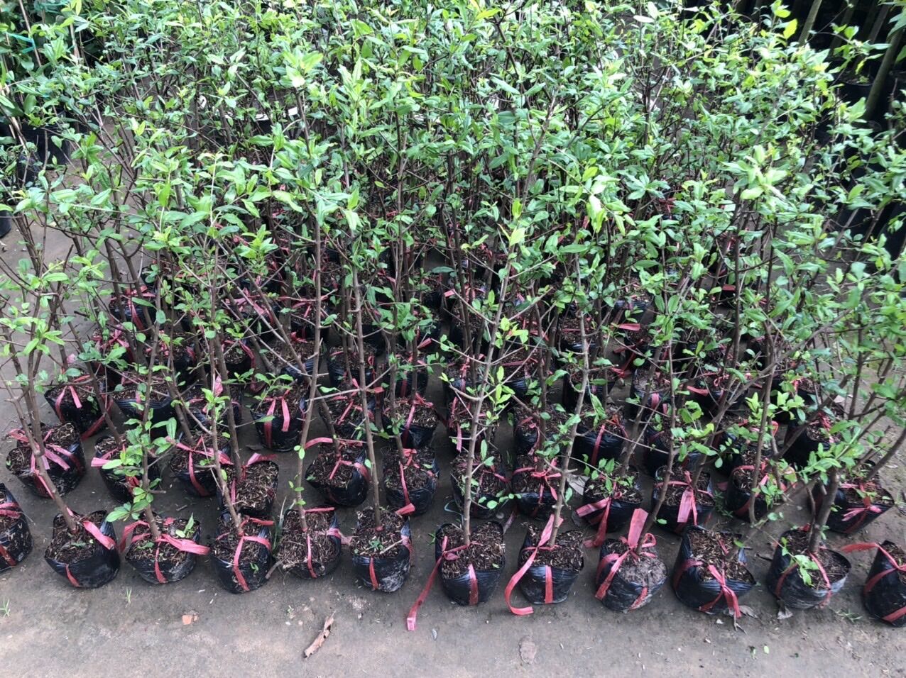 Cây Lựu đỏ lùn Ấn Độ siêu trái (giao cây tương đương hình số 5)