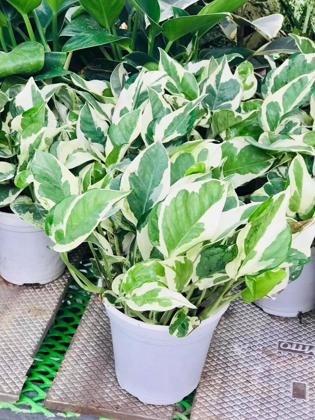 Chậu trầu bà Ngọc thủy