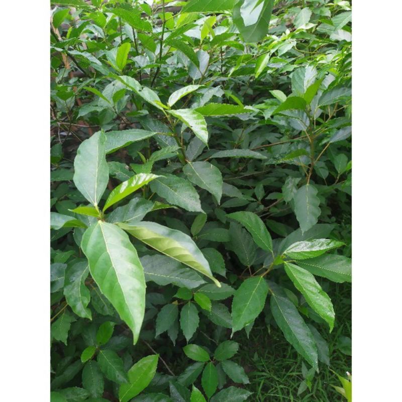 Lá sung tươi hữu cơ 500g