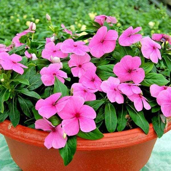 Hạt giống hoa dừa cạn