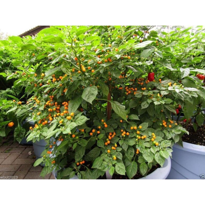 Cây giống ớt peru - ớt đắt nhất tg h3