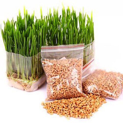 Hạt giống cỏ lúa mì 1kg