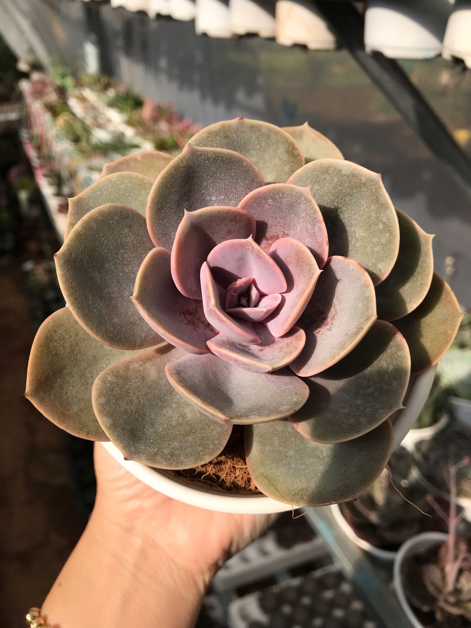 Sen đá hồng dịu cute size trung
