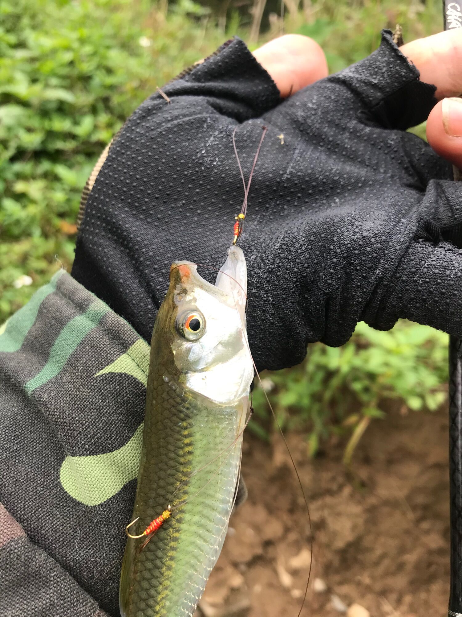 Mồi Bọ câu lure cá mương siêu nhạy