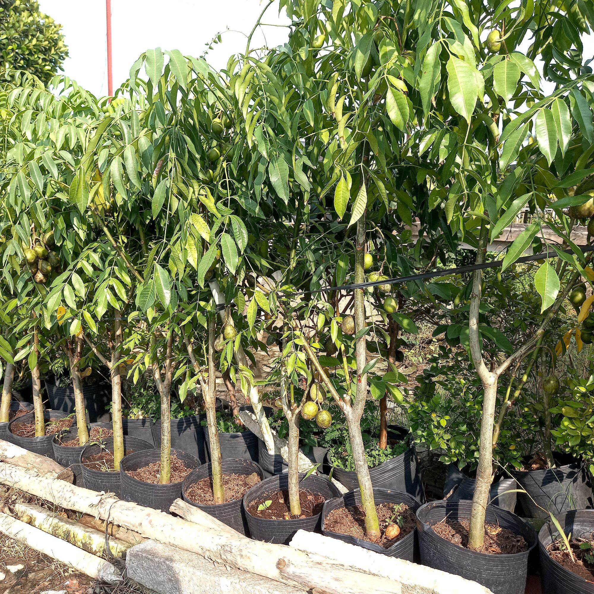 cây cóc thái trưởng thành