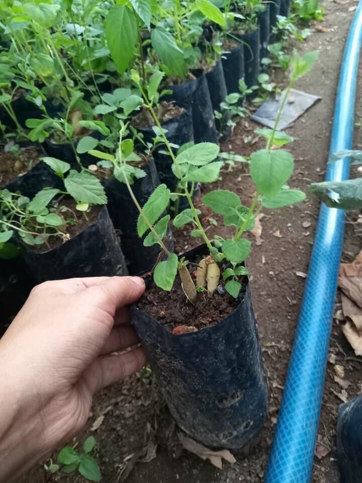 Cây giống sâm dây