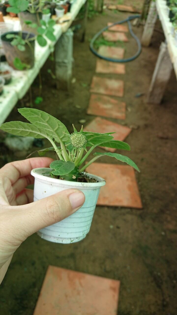 Cây Mặt Trời củ nhỏ