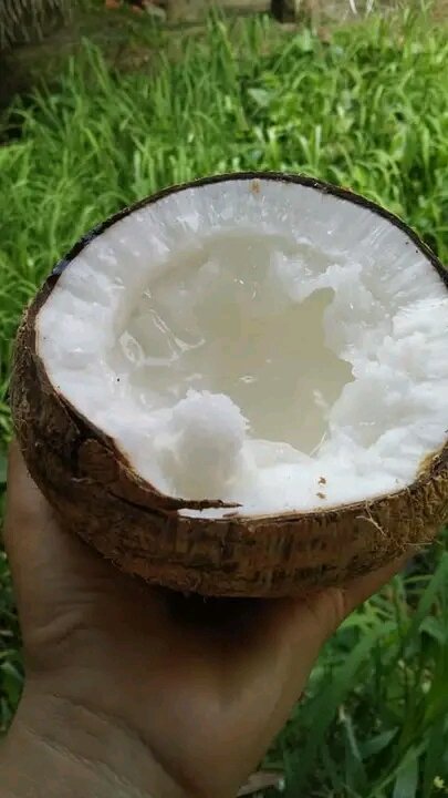 DỪA SÁP CẦU KÈ TRÀ VINH