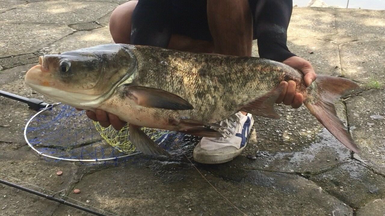 Mồi câu Mè nanber 700gram + 7