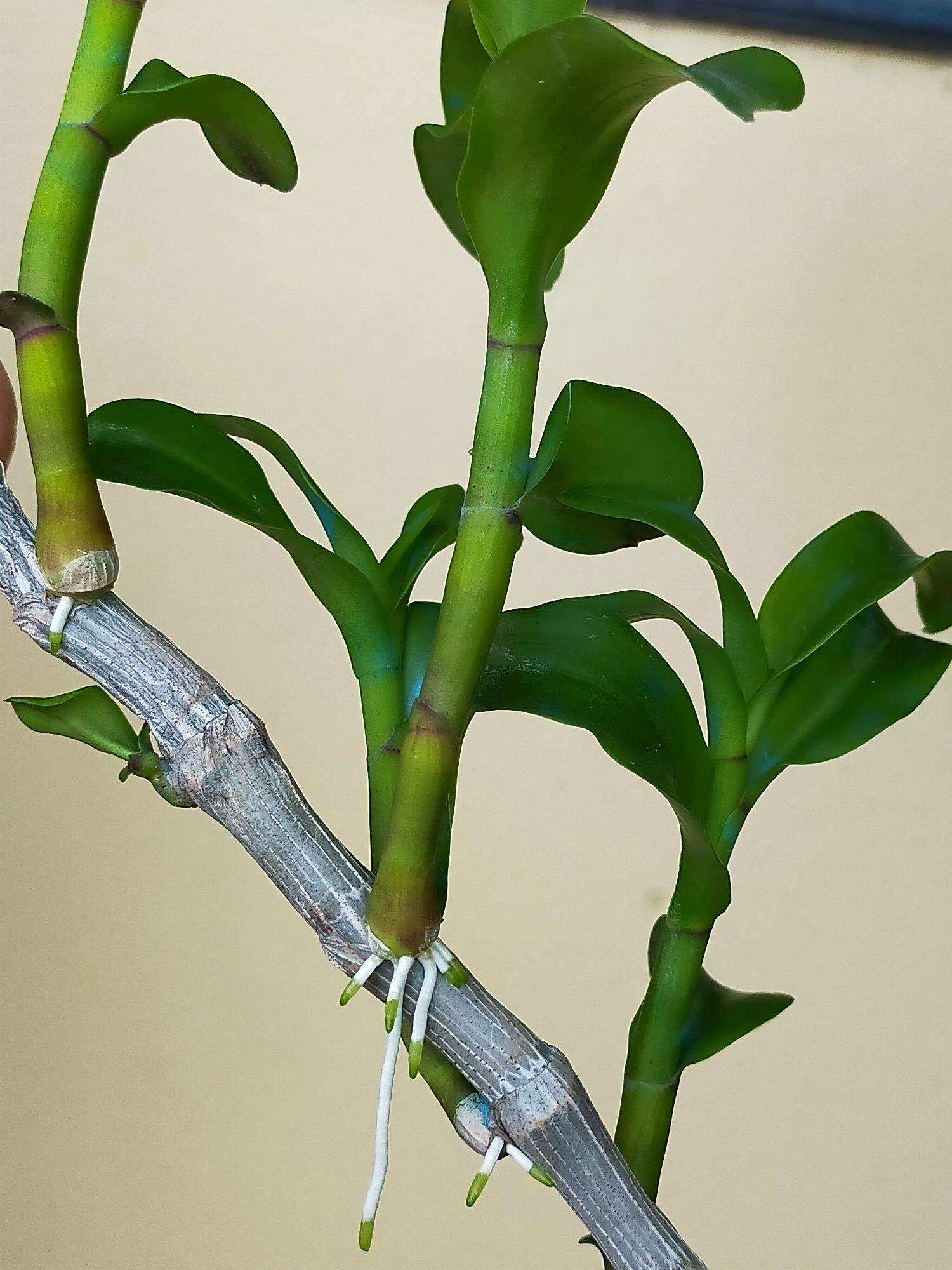 Ki Phi điệp thân thủ lá mít