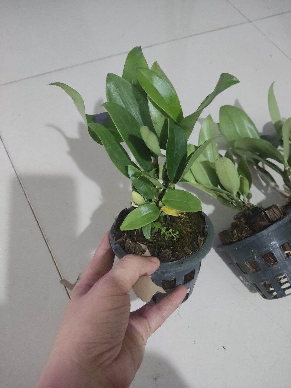 Hoa lan Kiều trắng hàng Thái chuẩn hoa