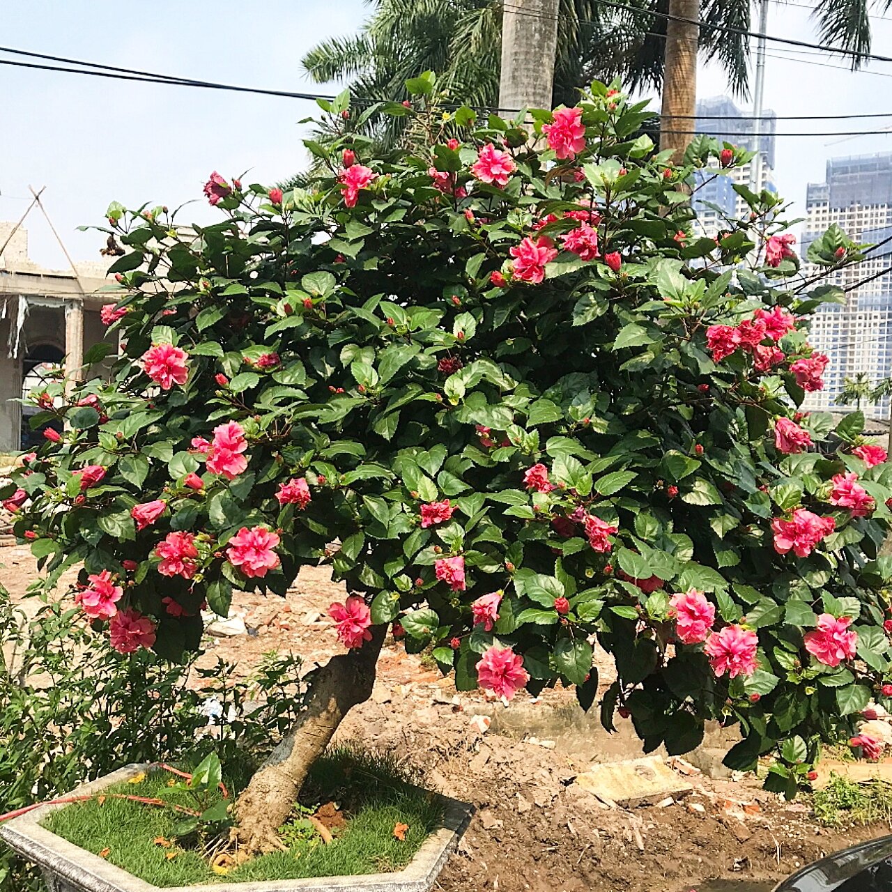 phôi hoa dâm bụt bonsai(10 năm tuổi)