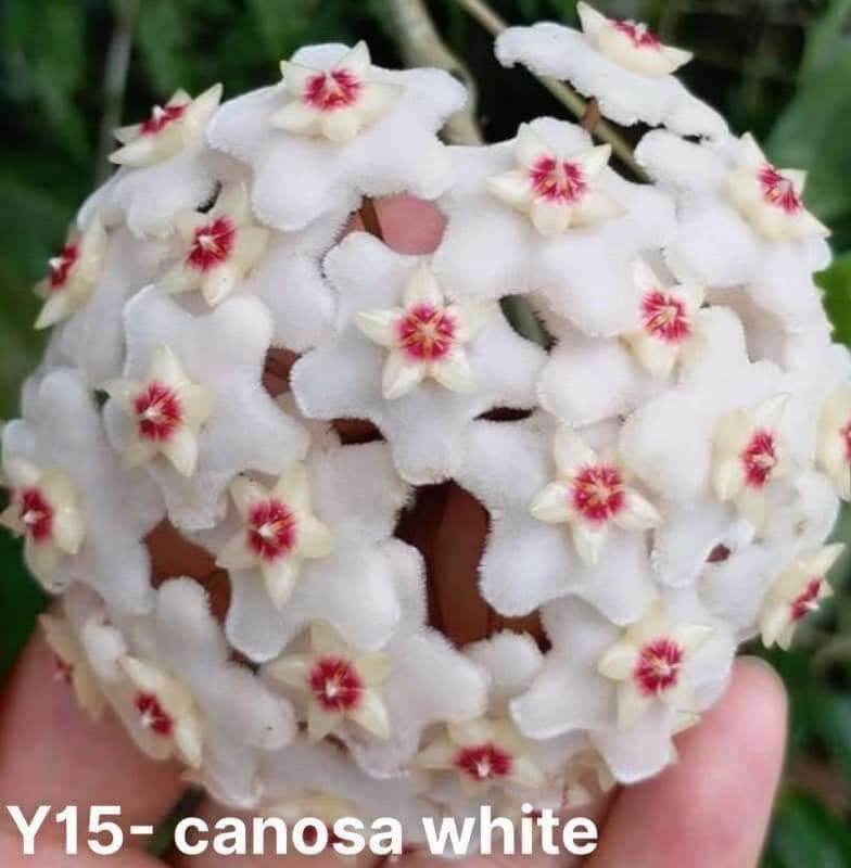 Cây lan cẩm cù nhiều màu hoa