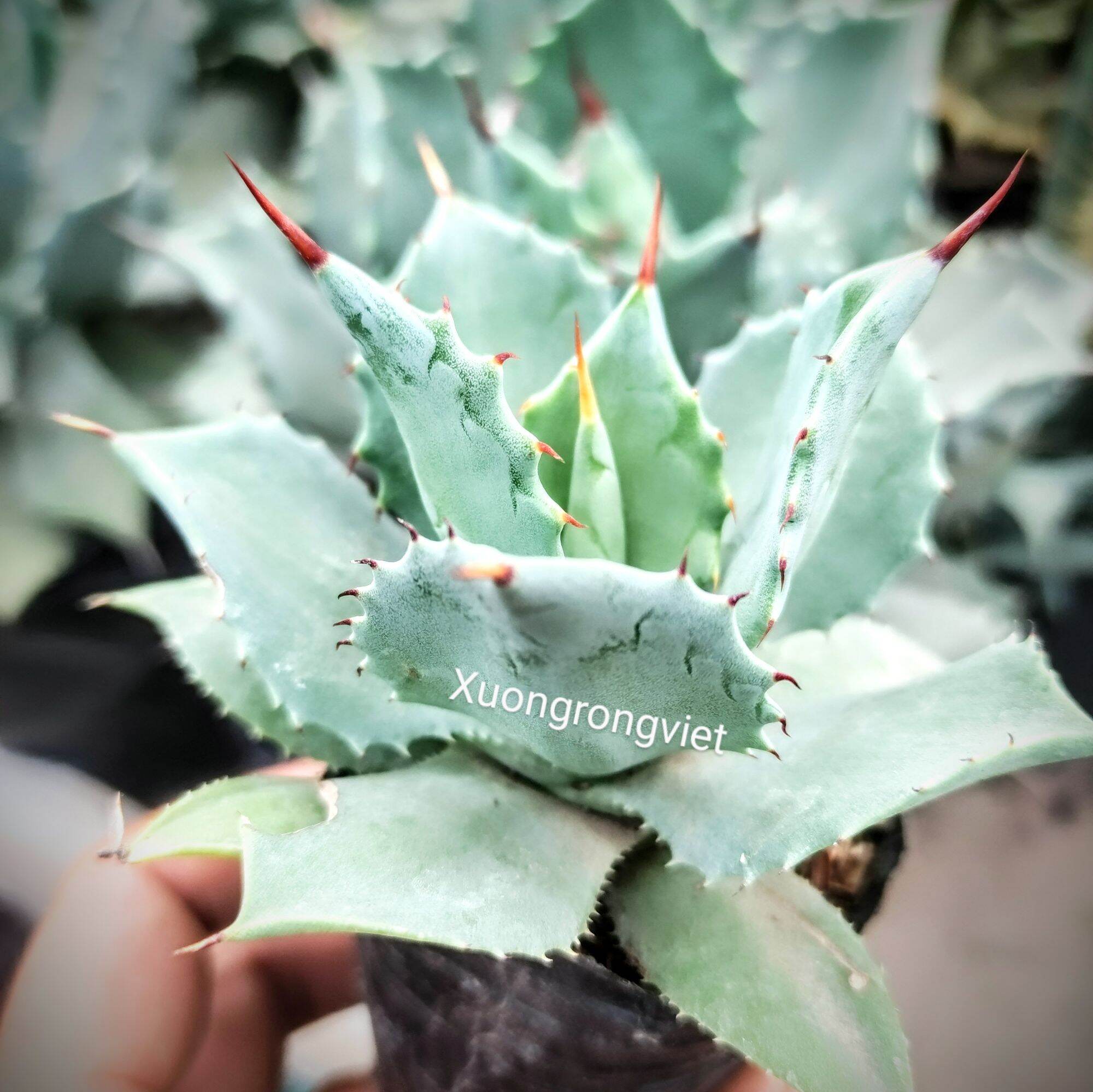 Dứa cảnh Agave Xanh Dương