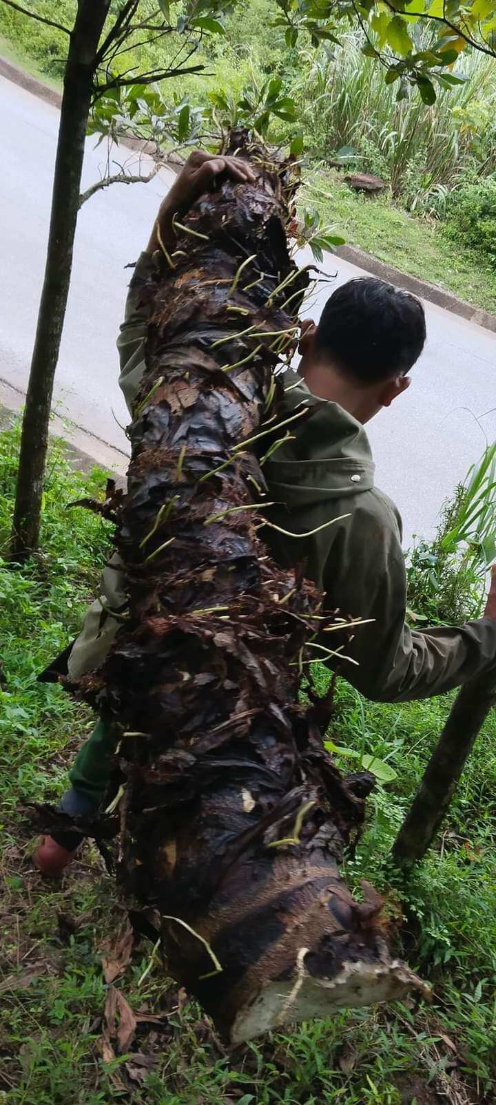 3kg củ bạc hà núi an giang hàng tuyển