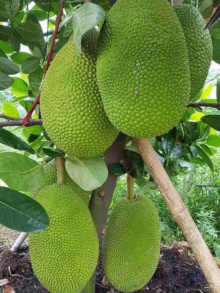 GIỐNG CÂY MÍT THÁI GHÉP