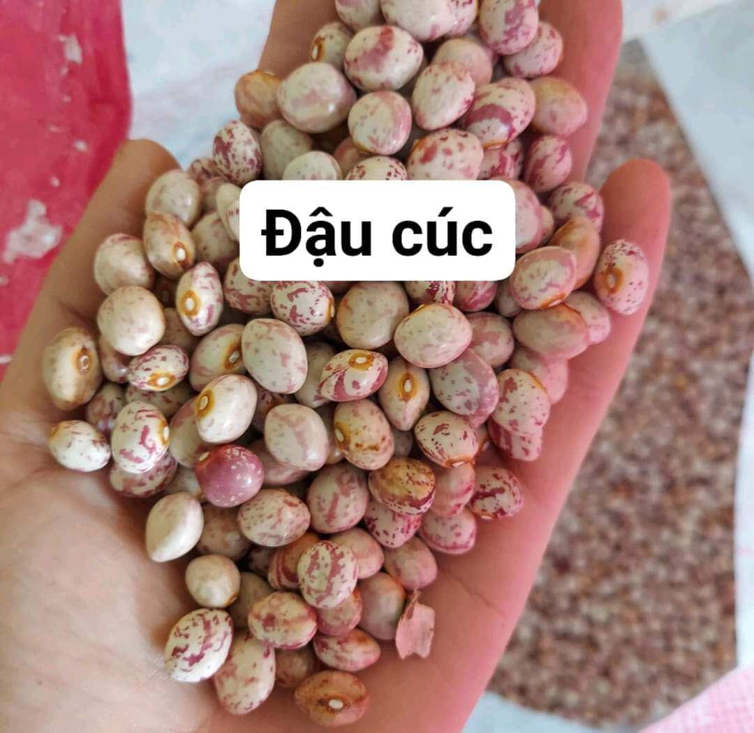 Đậu cúc