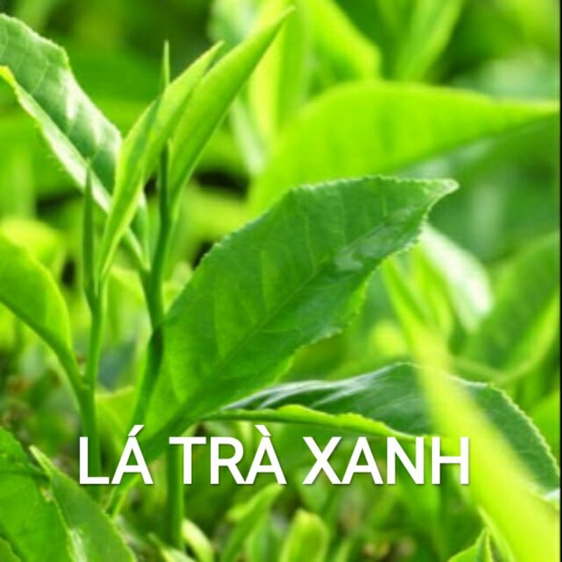 Lá trà xanh ( Lá chè xanh)