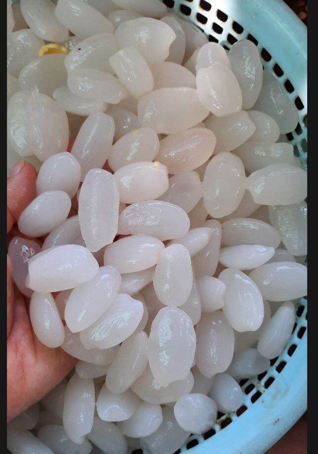 1kg đác tươi Phú Yên