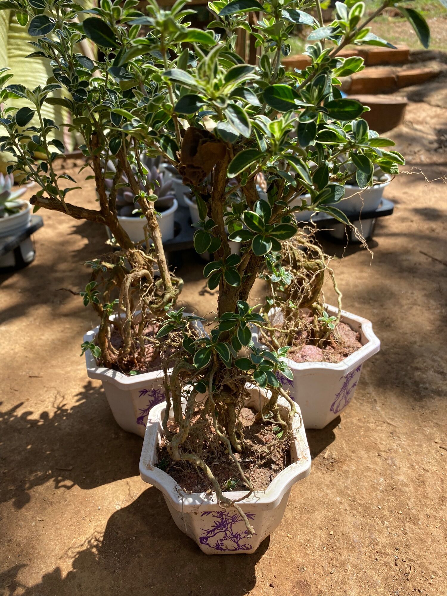 cây bạch tuyết mai bonsai gửi cả chậu