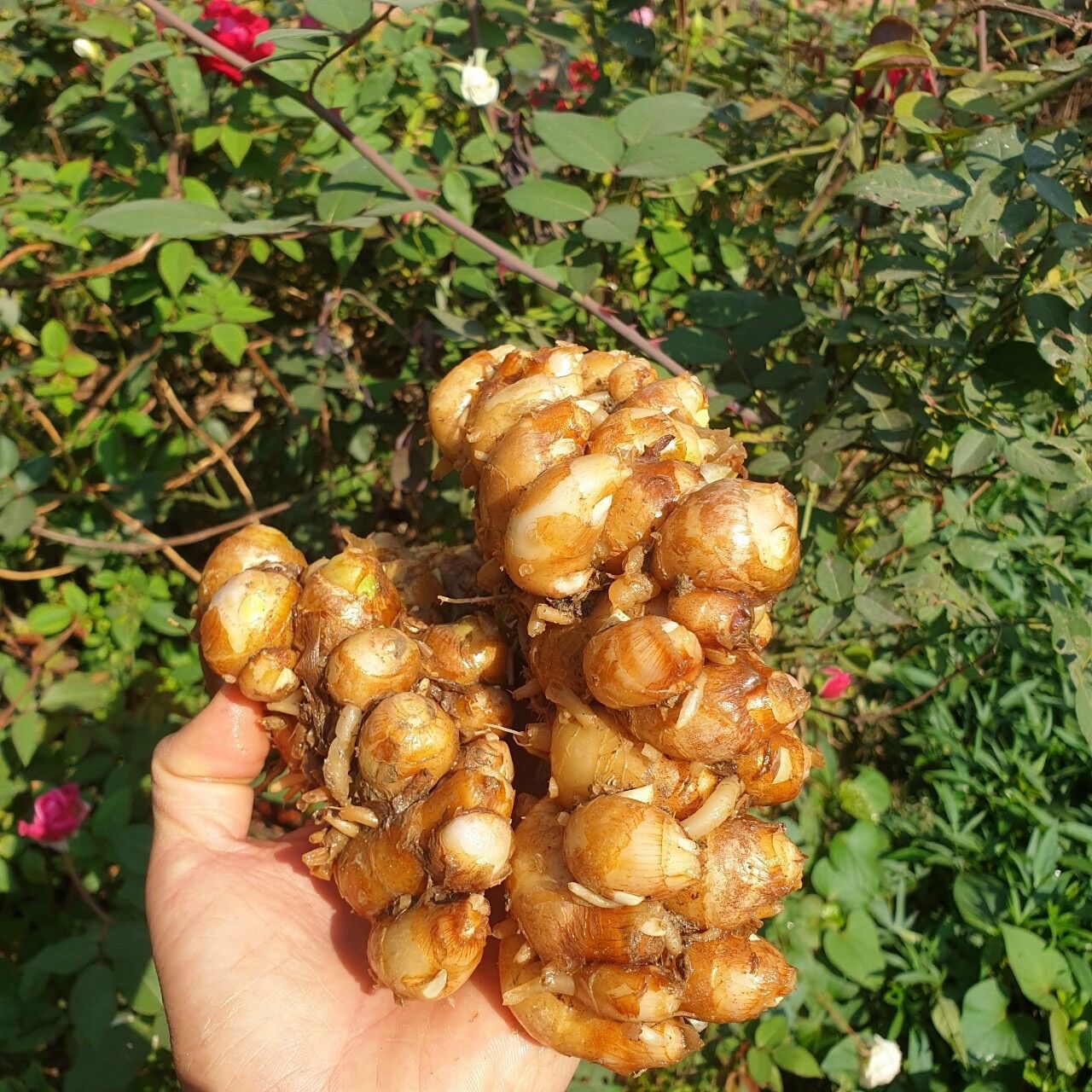 Địa liền tươi vụ mới 5kg