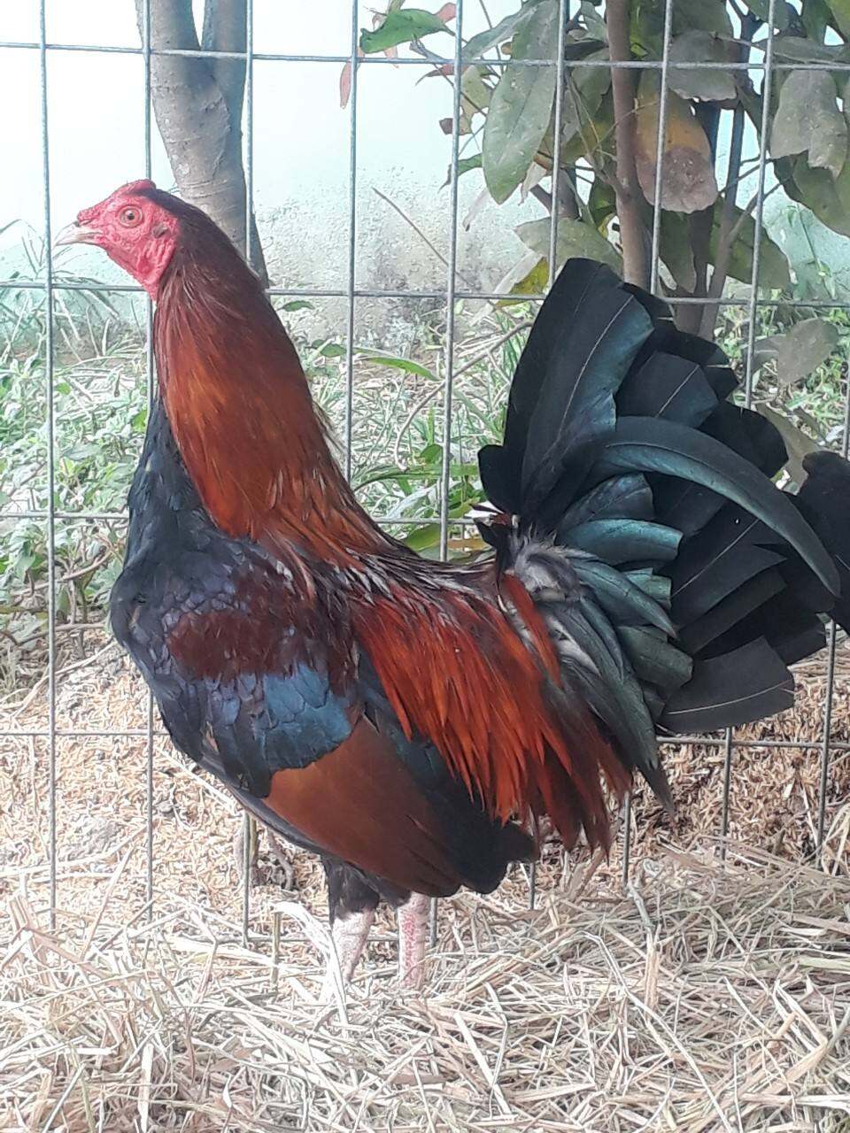 GÀ TRE MỸ RẶC ,10 TRỨNG GÀ TRE MỸ ẤP NỞ CON GIỐNG .TRẠI GÀ TRE MỸ THÀNH ĐÔNG LONG AN.