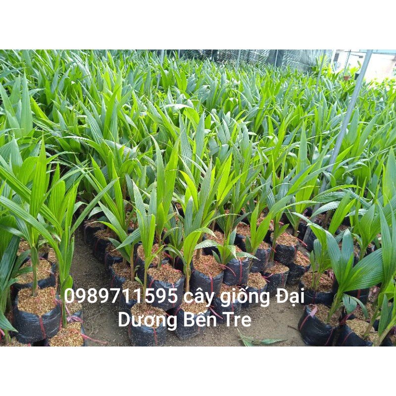 Dừa xiêm xanh lùn Bến Tre