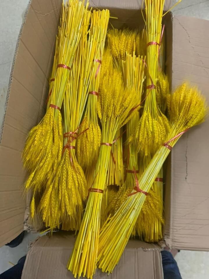 BÔNG LÚA MẠCH VÀNG 100 bông