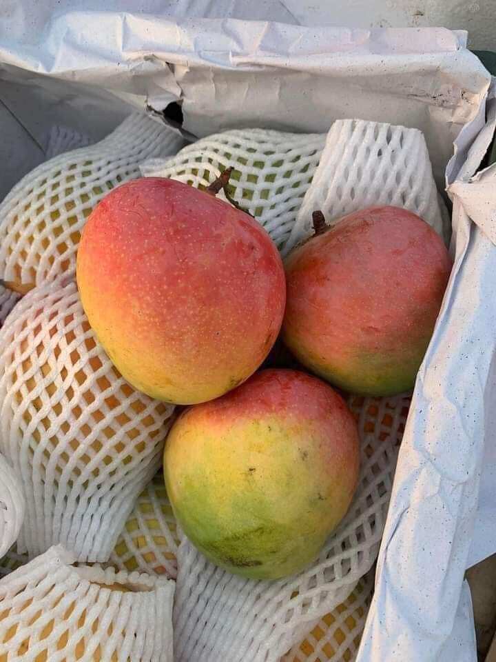 CÂY XOÀI ÚC