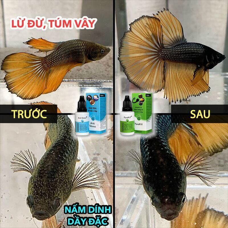 Anti Stress (túm lắc, lừ đừ)