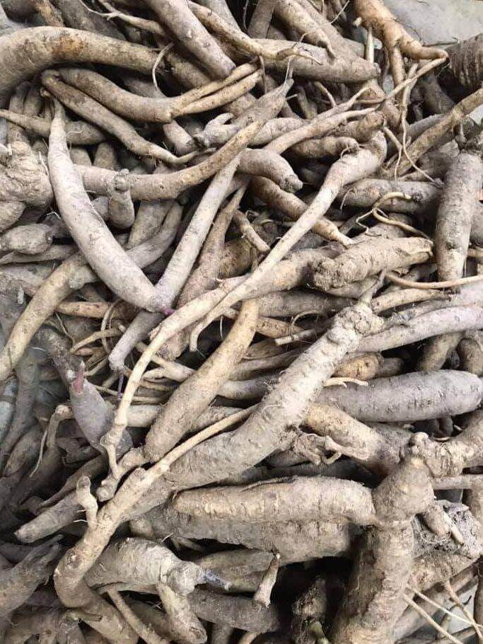 Đẳng sâm khô Sìn Hồ (0.5kg)