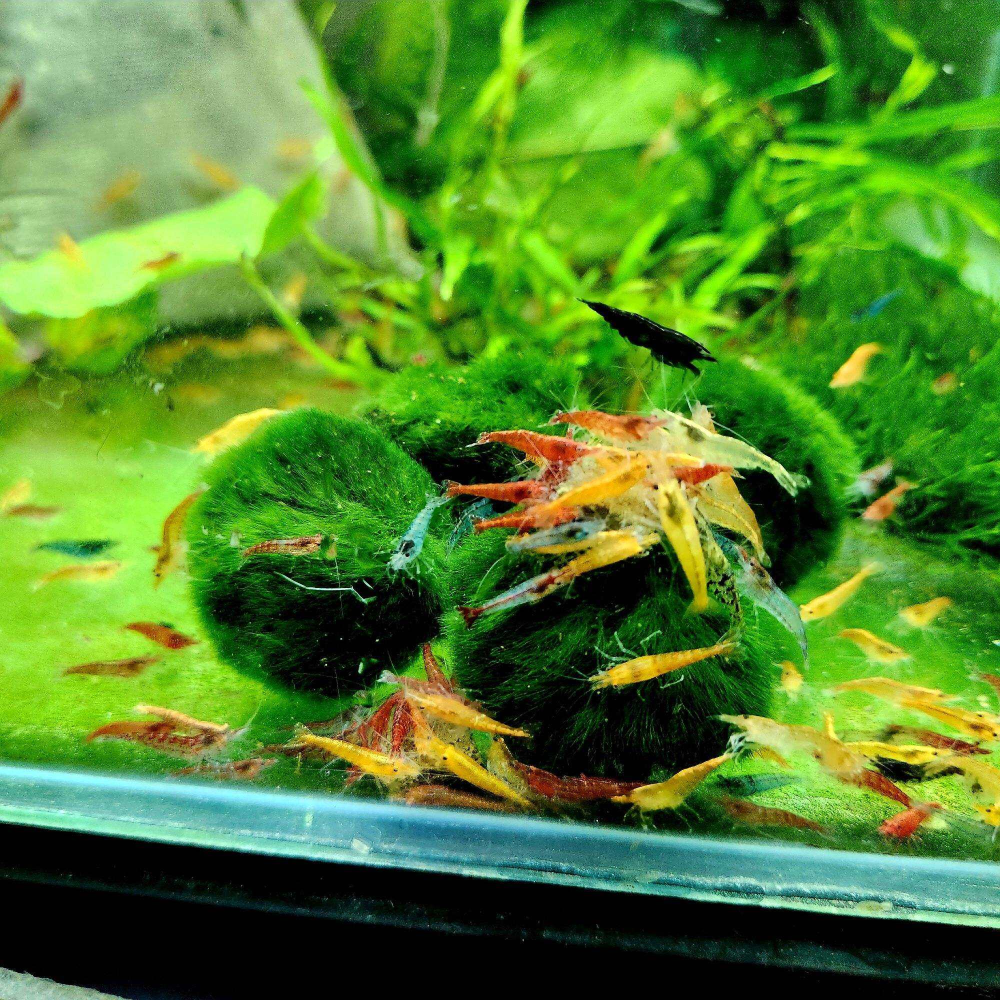 Tép loạn màu trang trí thủy sinh, siêu rẻ