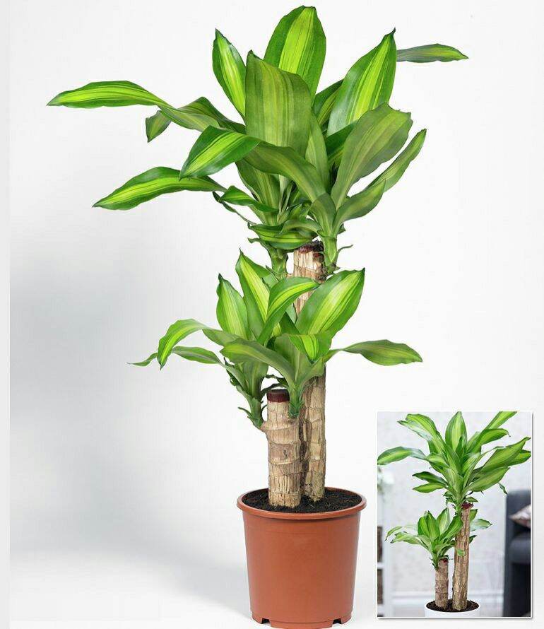 thiết môc lan  ( thần tài ) khúc giống nhỏ dài 40cm