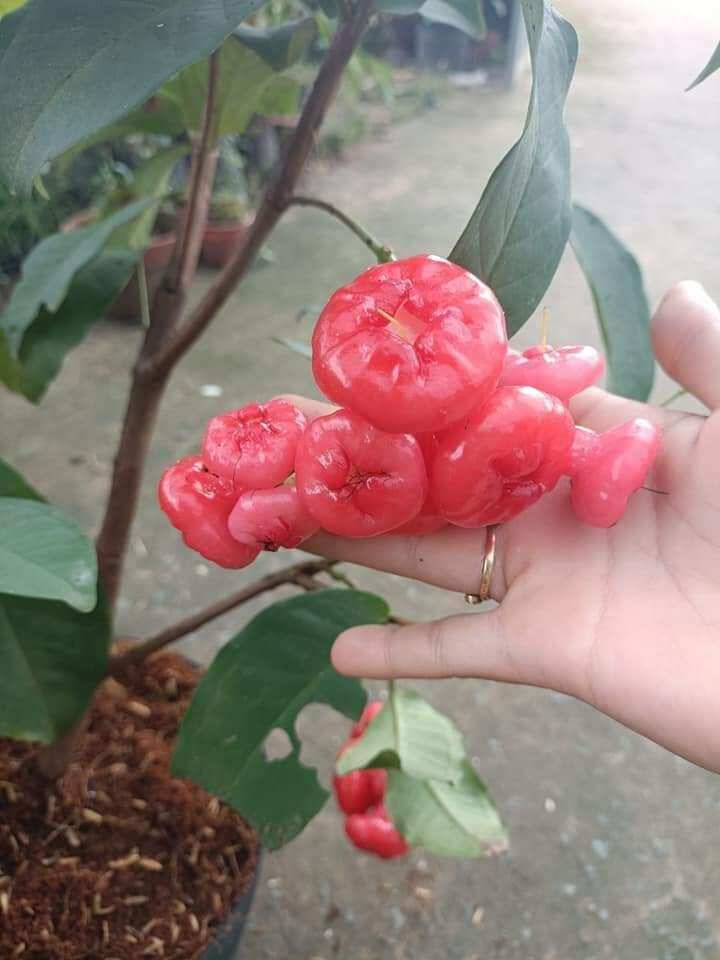 CÂY MẬN HOÀNG YẾN
